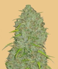 Jack Herer Auto
