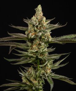 Peanut Butter Breath