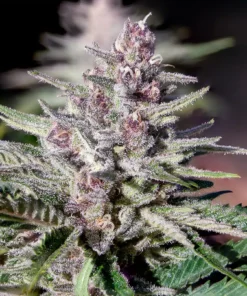 Mimosa