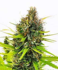 Northern Lights Fast