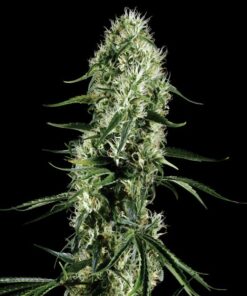 Super Silver Haze