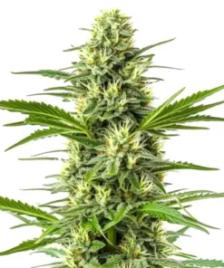 Amnesia Fast
