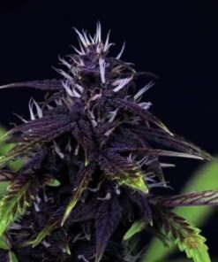 Auto CBD Kush 30:1