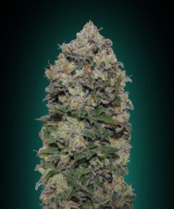 Northern Lights
