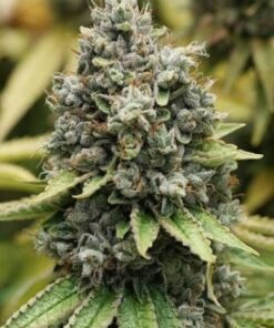 Sour Diesel