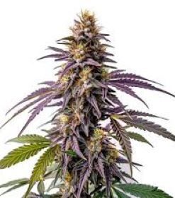 Fruity pebbles
