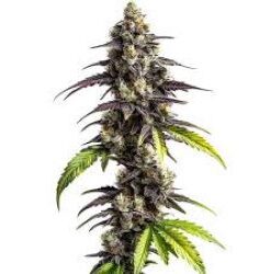 Ghost Train haze