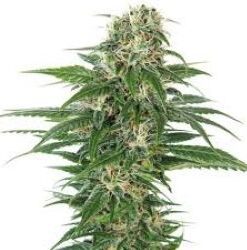 Super skunk